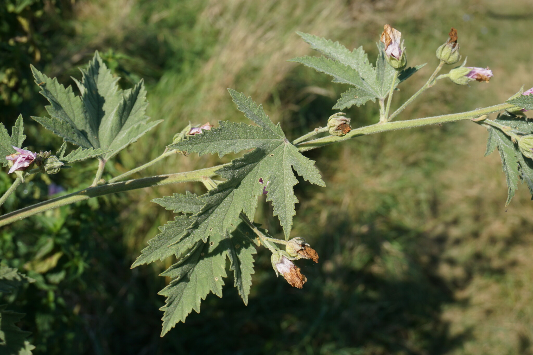 Althaea armeniaca