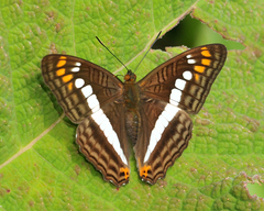Adelpha alala