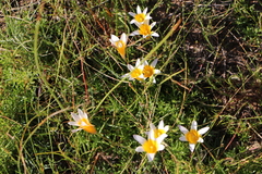 Romulea leipoldtii