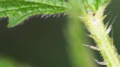 Urtica dioica dioica