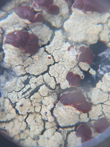 Alpine Bloodspot Lichen