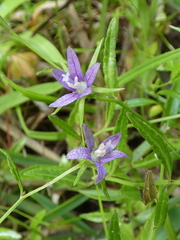 Rotanthella floridana, photograph kcthetc1, CC0, iNaturalist via GBIF