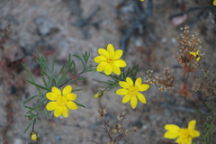 Rhynchopsidium pumilum