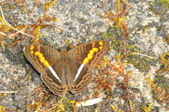 Adelpha olynthia