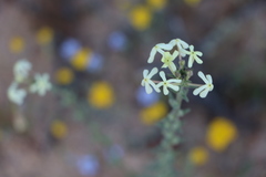 Lyperia