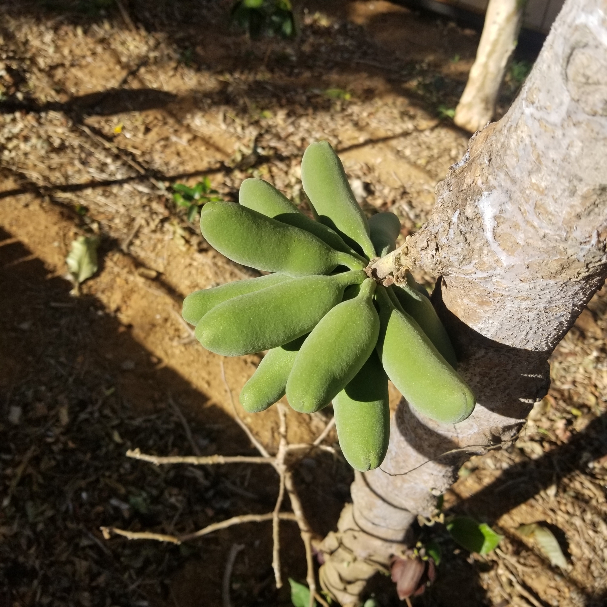Sapranthus Palanga (Sapranthus palanga)