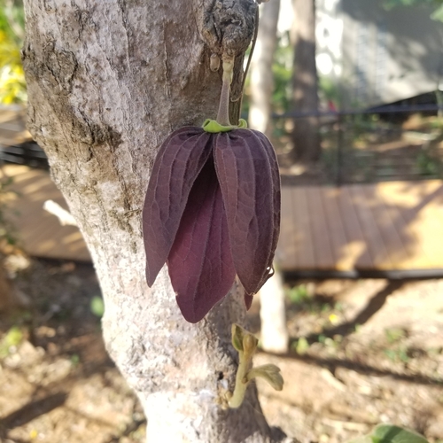 Image of Sapranthus palanga by no rights reserved