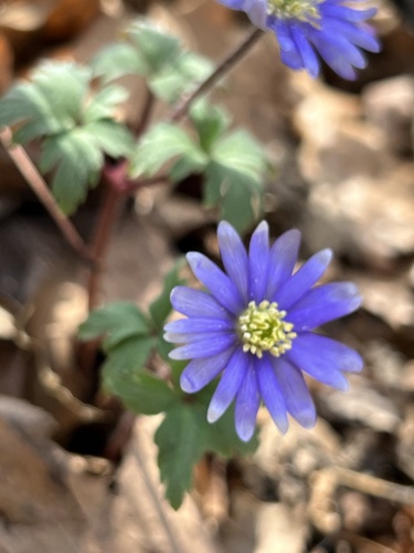 Anemone blanda
