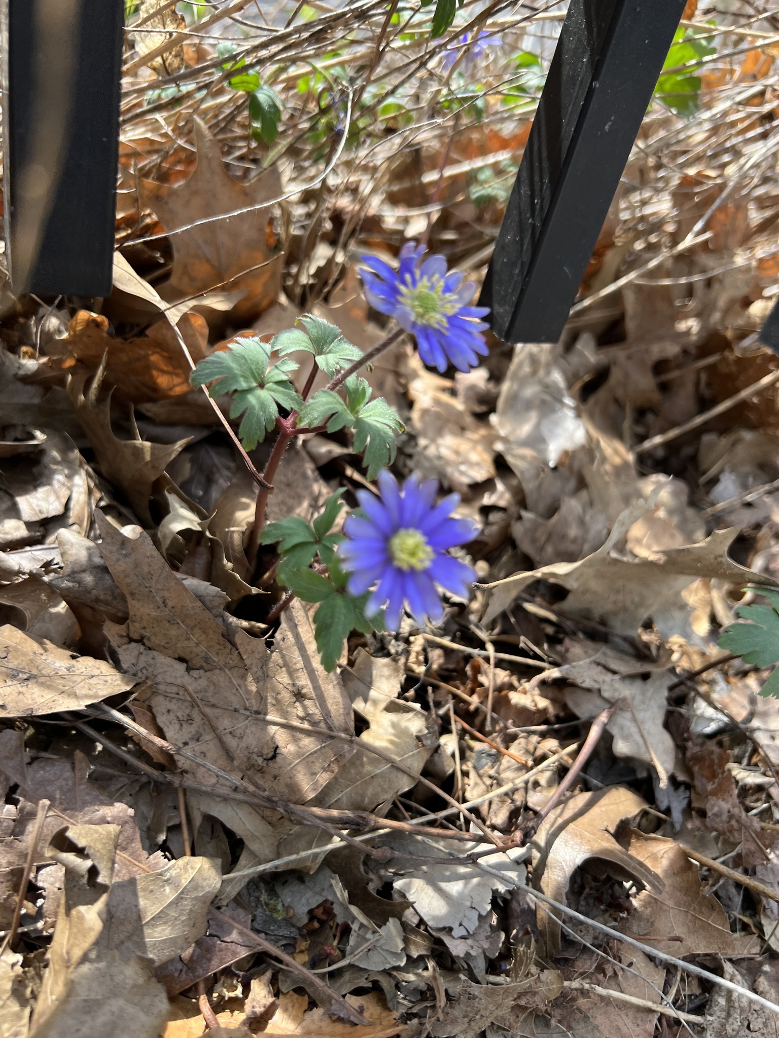 Anemone blanda