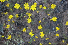 Rhynchopsidium pumilum