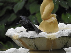 Sturnus vulgaris