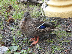 Anas platyrhynchos
