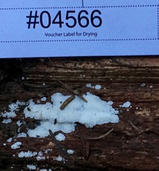 Trechispora mollusca