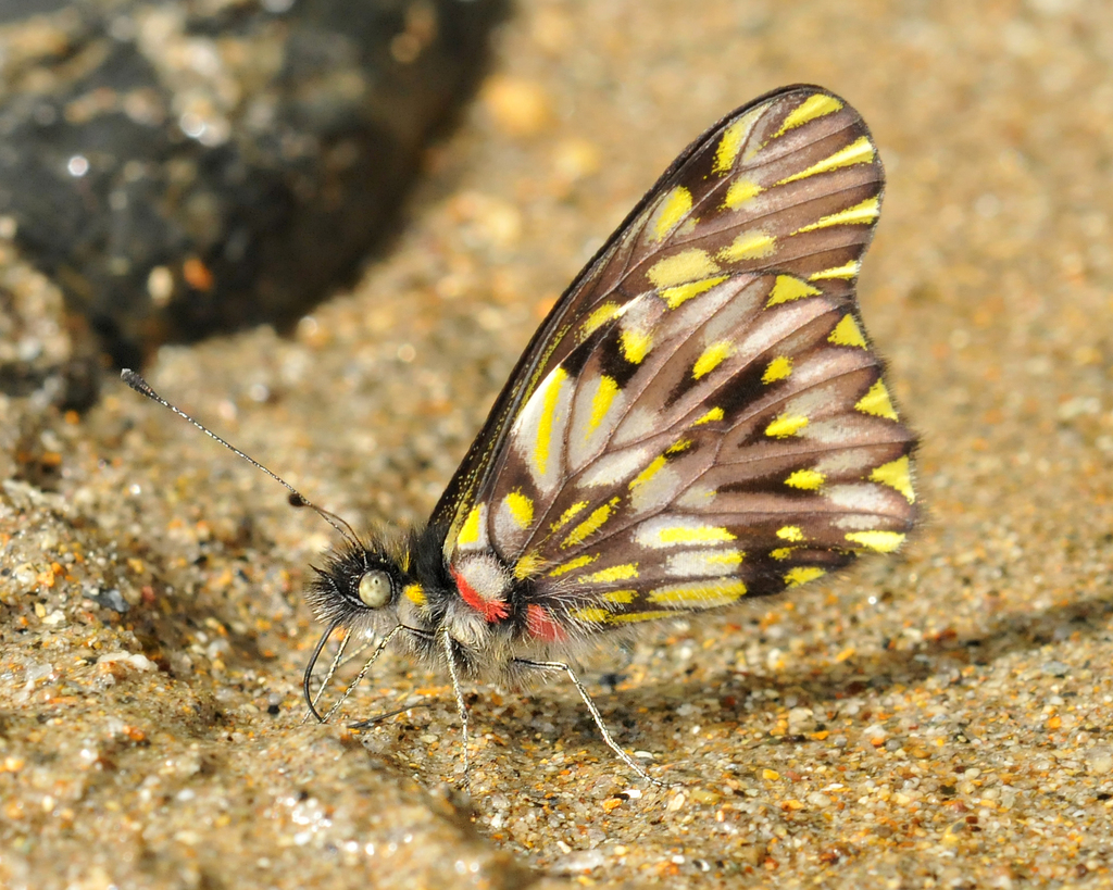 Catasticta seitzi