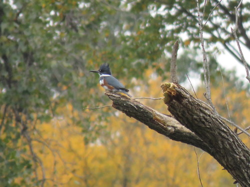 Belted Kingfisher photographed in Illinois