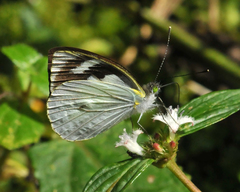 Leptophobia penthica