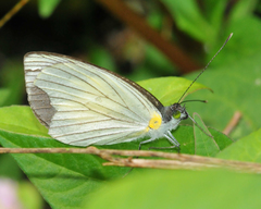 Leptophobia penthica