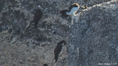 Sula leucogaster brewsteri