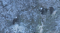 Sula leucogaster brewsteri