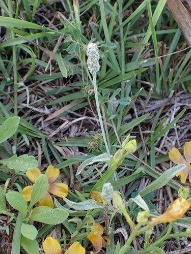 Image of Plantago hookeriana by (c) Madeleine Claire, some rights reserved (CC BY)