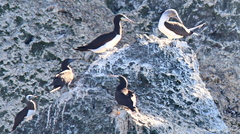 Sula leucogaster brewsteri