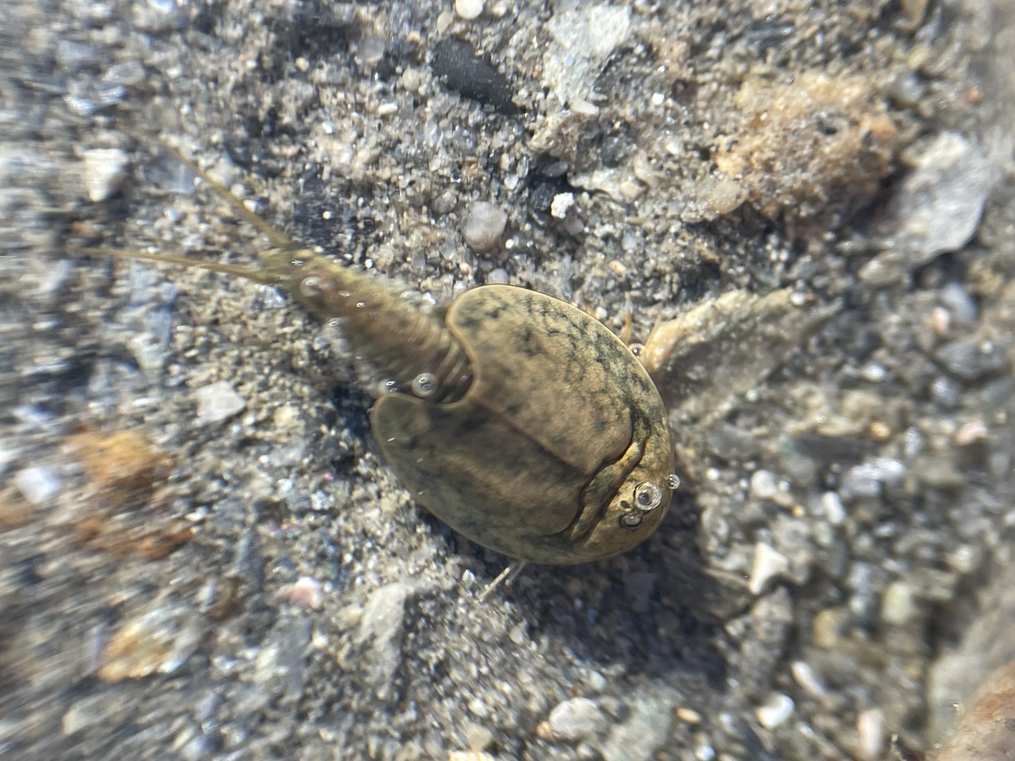 Lepidurus arcticus (Pallas, 1793)