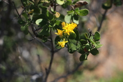 Pteronia divaricata