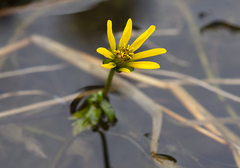 Bidens beckii