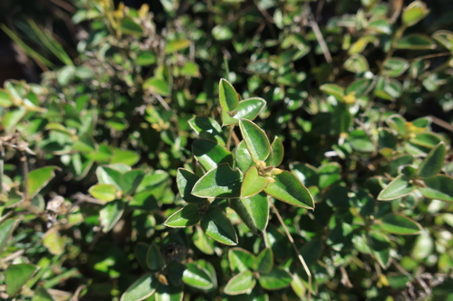 Image of Podalyria argentea by (c) Diana Studer, some rights reserved (CC BY)