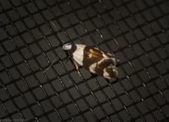 Eremnotypa steriphota
