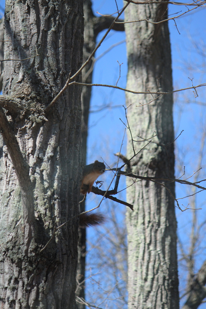 Fox Squirrel from Washington County, MD, USA on April 3, 2023 at 09:47 ...