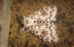 Lymantria nephrographa