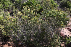 Pteronia divaricata