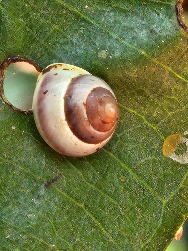 Helicina oweniana
