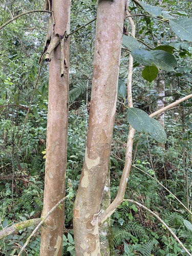 Psidium cattleyanum