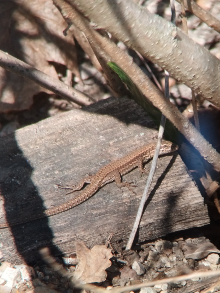 Common Wall Lizard from Meyrin, Switzerland on April 05, 2023 at 0330