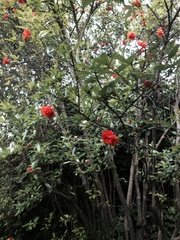 Angiospermae