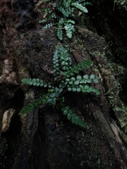 Blechnum membranaceum