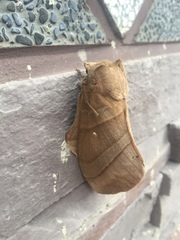 Lebeda nobilis