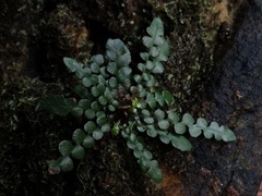 Blechnum membranaceum