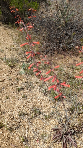 Image of Penstemon subulatus by no rights reserved