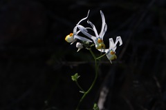 Nemesia cheiranthus