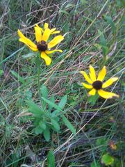 Rudbeckia hirta