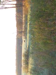 Odocoileus virginianus