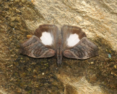 Theagenes albiplaga