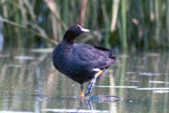 Fulica atra