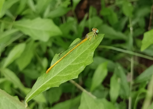 Coromandel Marsh Dart