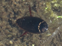 Acilius semisulcatus