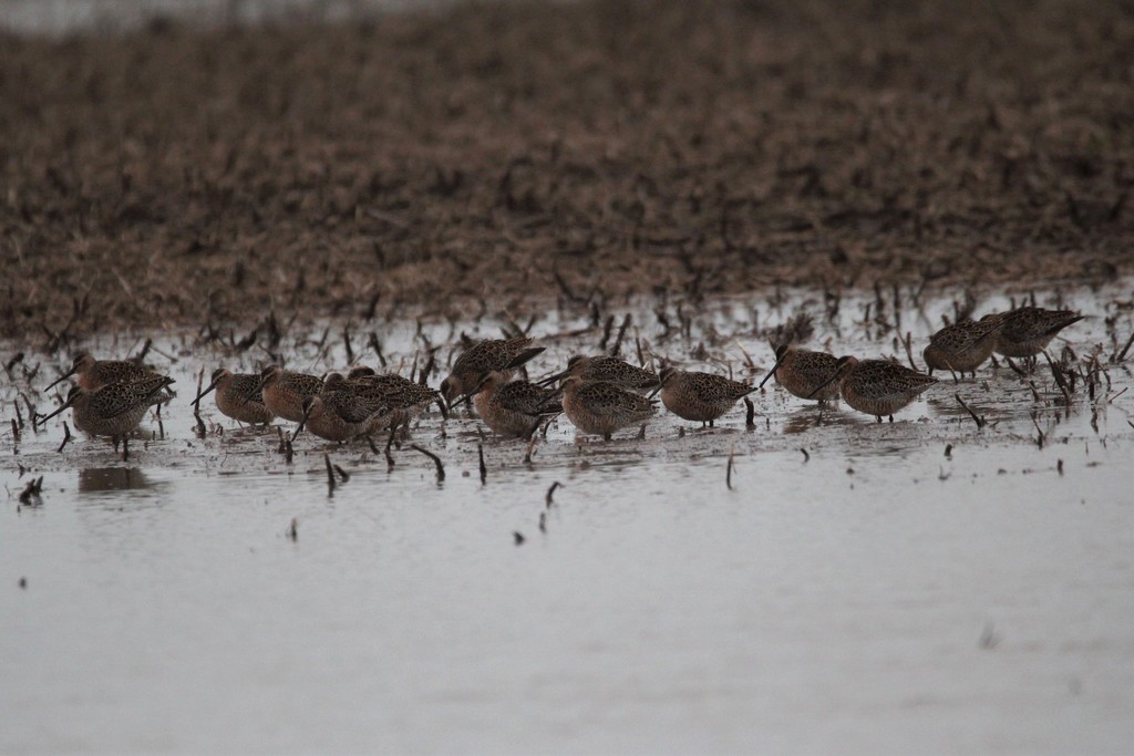 Short-billed Dowitcher (hendersoni)