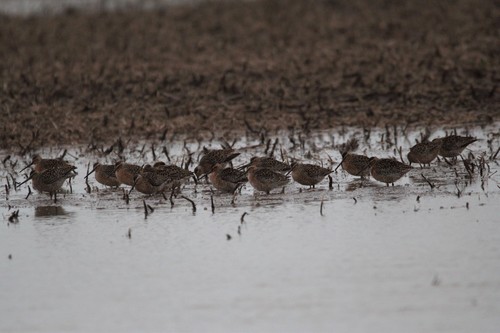 Short-billed Dowitcher (hendersoni)
